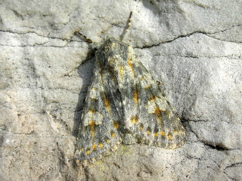 Da determinare 1 - Polymixis (Myxinia) rufocincta